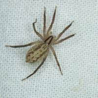 Attēlu rezultāti vaicājumam “Miturgidae”