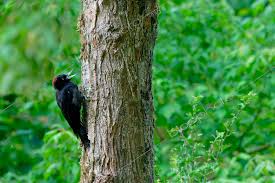 Attēlu rezultāti vaicājumam “Dryocopus martius”