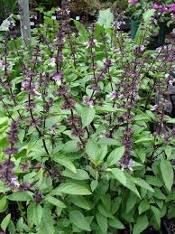 Image result for Ocimum basilicum