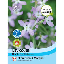 Image result for Levkoje