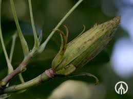 Attēlu rezultāti vaicājumam “Liriodendron tulipifera bud”