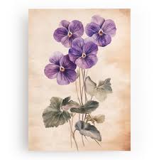 Image result for Veilchen