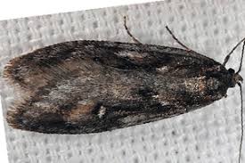 Attēlu rezultāti vaicājumam “Semioscopis oculella”