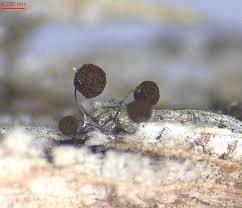 Attēlu rezultāti vaicājumam “Dianema nivale spores”