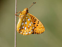 Attēlu rezultāti vaicājumam “Argynnis aglaja”