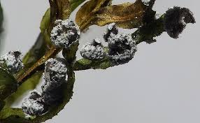 Attēlu rezultāti vaicājumam “Didymium melanospermum macro”