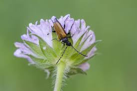 Attēlu rezultāti vaicājumam “Paracorymbia maculicornis”