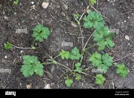 Attēlu rezultāti vaicājumam “Ranunculus repens leaf”