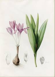 Attēlu rezultāti vaicājumam “Colchicum autumnale”