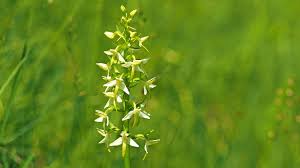 Attēlu rezultāti vaicājumam “Platanthera chlorantha”