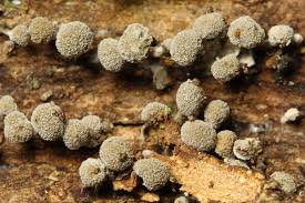 Attēlu rezultāti vaicājumam “Phleogena faginea”