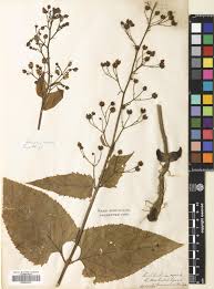 Attēlu rezultāti vaicājumam “Scrophularia nodosa fruit”