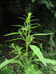 Image result for Chenopodium ambrosioides