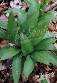 Attēlu rezultāti vaicājumam “Allium ursinum”