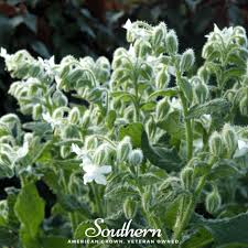 Image result for Borago officinalis