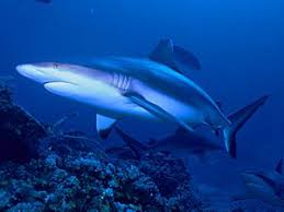 Image result for Carcharhinus isodon