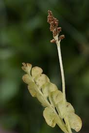 Attēlu rezultāti vaicājumam “Botrychium lunaria”