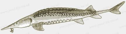 Image result for Scaphirhynchus platorynchus