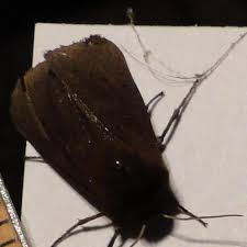 Attēlu rezultāti vaicājumam “Phragmatobia fuliginosa”