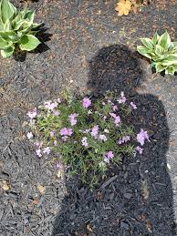 Attēlu rezultāti vaicājumam “Pohlia nutans sporophyte”