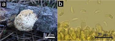 Attēlu rezultāti vaicājumam “Diplomitoporus flavescens”
