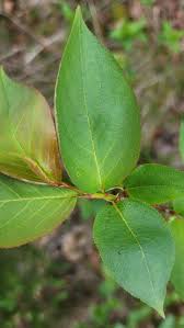 Attēlu rezultāti vaicājumam “Aronia melanocarpa leaf”
