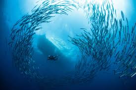 Image result for Dive Barracuda