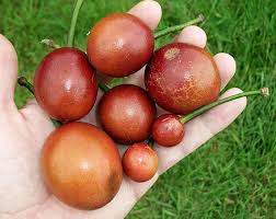 Attēlu rezultāti vaicājumam “Carex capillaris fruit”