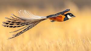 Attēlu rezultāti vaicājumam “Passeriformes”