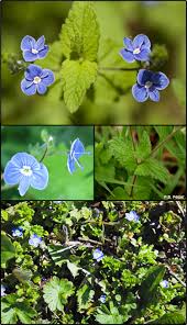 Image result for Veronica chamaedrys