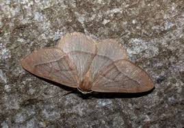 Attēlu rezultāti vaicājumam “Agrochola litura imago”