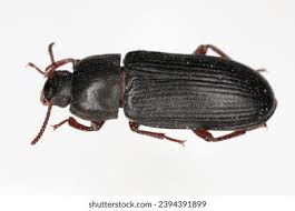 Attēlu rezultāti vaicājumam “Bolitophagus reticulatus larva”