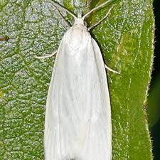 Attēlu rezultāti vaicājumam “Eana argentana”