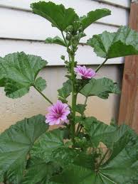 Image result for Malva sylvestris var. mauritiana