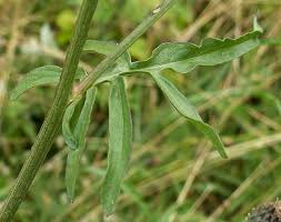 Attēlu rezultāti vaicājumam “Centaurea scabiosa bud”