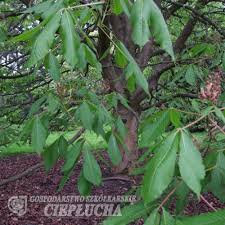 Attēlu rezultāti vaicājumam “Aesculus x hybrida”