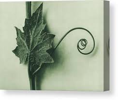 Attēlu rezultāti vaicājumam “Bryonia alba leaf”