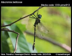 Attēlu rezultāti vaicājumam “Badhamia dubia macro”