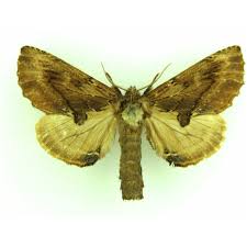 Attēlu rezultāti vaicājumam “Ptilodon capucina larva”