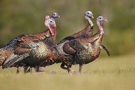 Attēlu rezultāti vaicājumam “Meleagris male”