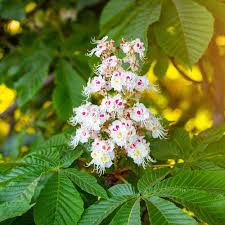 Attēlu rezultāti vaicājumam “Aesculus hippocastanum”
