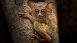 Attēlu rezultāti vaicājumam “Primates”