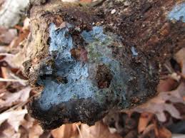 Attēlu rezultāti vaicājumam “Byssocorticium atrovirens”