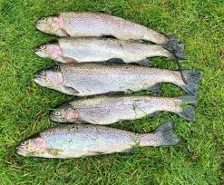 Image result for Segdoune Flyfishers` Angling Club