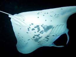Image result for Mobula alfredi