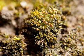 Attēlu rezultāti vaicājumam “Ephemerum serratum sporophyte”