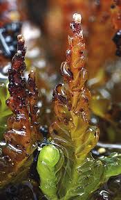 Attēlu rezultāti vaicājumam “Tritomaria exsecta macro”