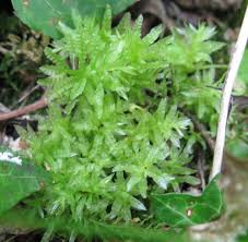 Attēlu rezultāti vaicājumam “Plagiomnium undulatum”