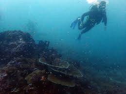 Image result for Darwen Snorkelling Club