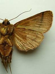 Attēlu rezultāti vaicājumam “Mythimna turca”